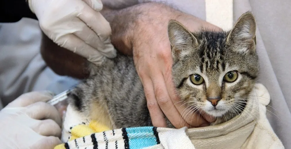 Vacinação antirrábica para cães e gatos (foto ilustrativa)