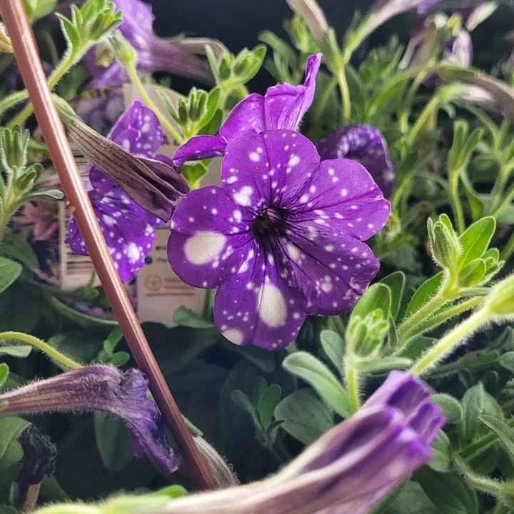 Flores de Holambra: um festival de cores e solidariedade em Ji-Paraná!