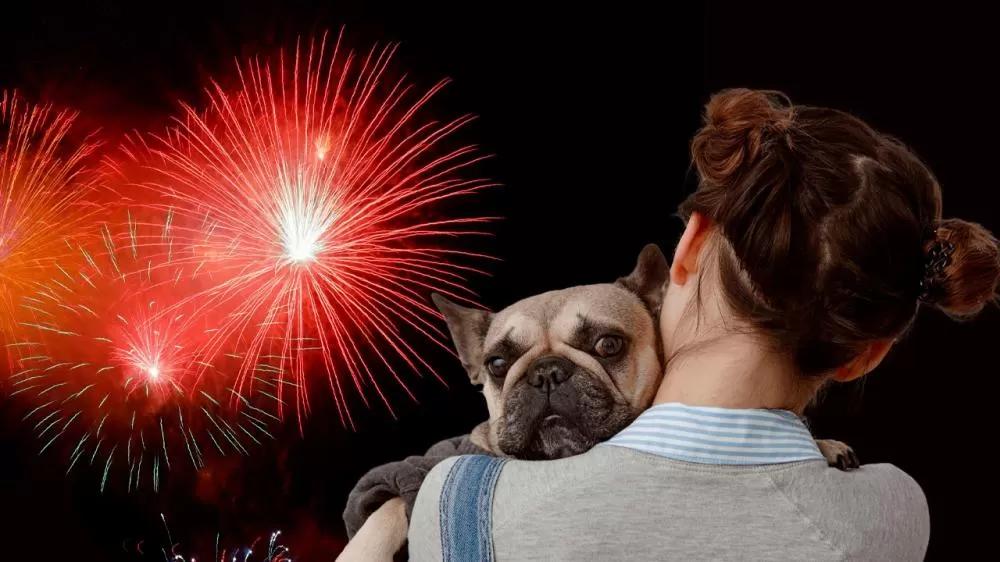 Utilidade pública: Dicas para manter seu pet seguro durante os fogos