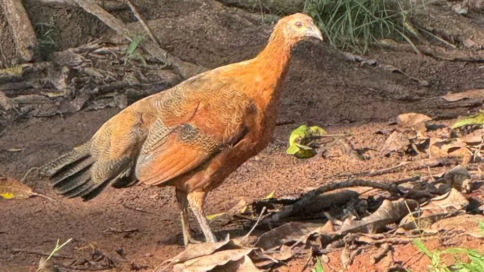 Mistério no galinheiro: ave com traços inusitados intriga família em sítio de Rondônia