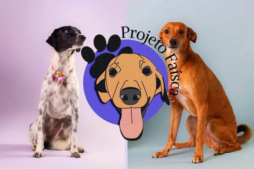Conheça o Projeto Faísca: há cinco anos dando esperança a animais vítimas de abandono — saiba como ajudar!