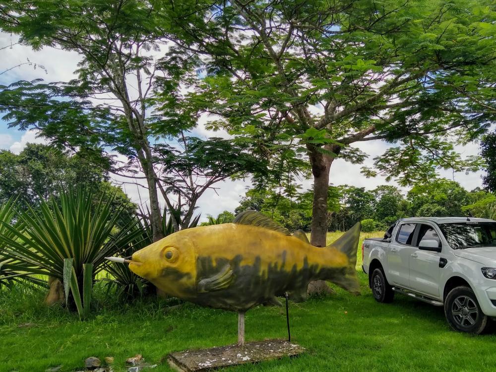 Pesque e pagues em Ji-Paraná para visitar, se distrair e descansar.